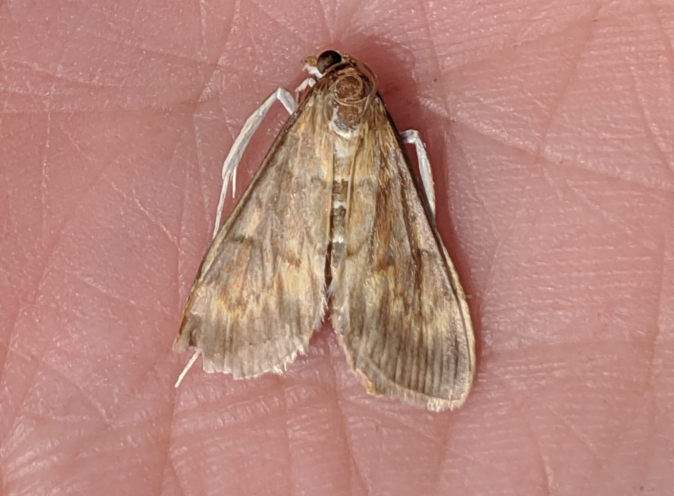 European corn borer